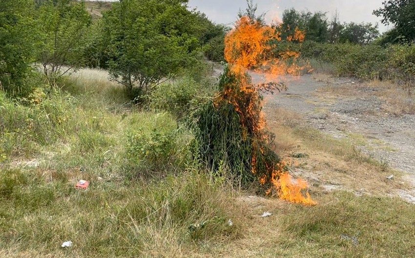 Ağsuda 1 tondan artıq çətənə kolu yandırılıb