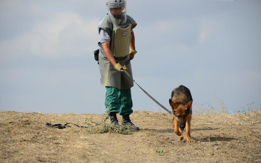 Turkey presents 10 mine detection dogs to Azerbaijan