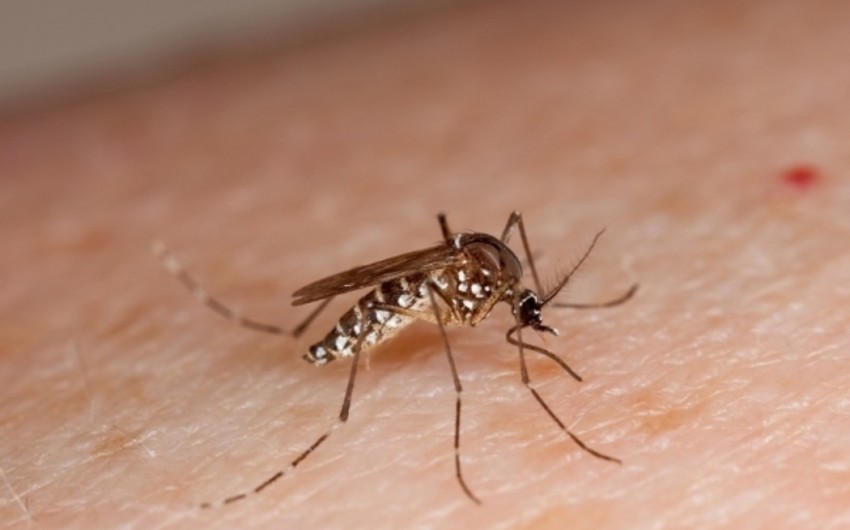 Çilidə Zika virusuna yoluxan ilk şəxs müəyyən olunub