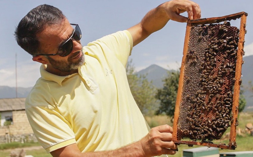 Председатель ассоциации: В страну необходимо завезти продуктивные породы пчел