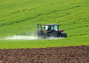 Agriculture Ministry: This year mainly grain sown in liberated territories