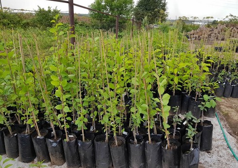 Азербайджан возобновил закупки cаженцев плодовых деревьев из Бельгии