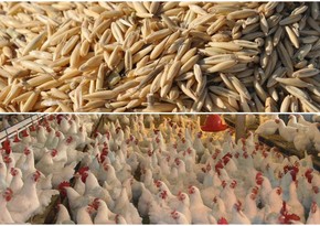 Azerbaijan to cancel VAT for import of wheat and sale of poultry meat