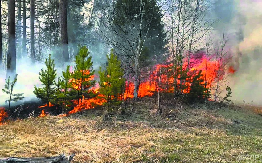 Европейские страны пришли на помощь Франции в борьбе с природными пожарами