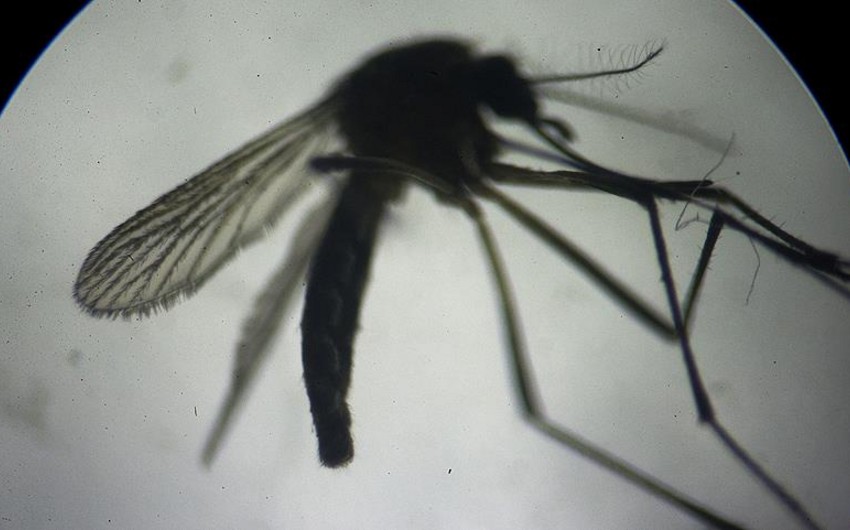Banqladeşdə Zika virusuna yoluxan ilk şəxs müəyyən olunub