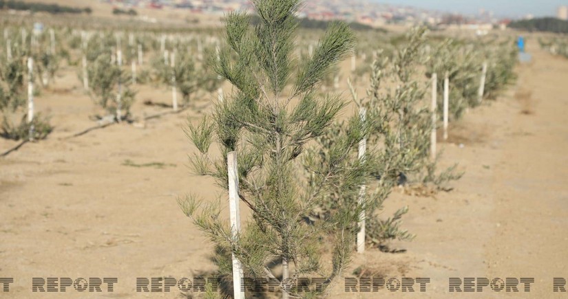 Azerbaijan embarks on massive tree planting campaign: over 1.6M trees to be planted