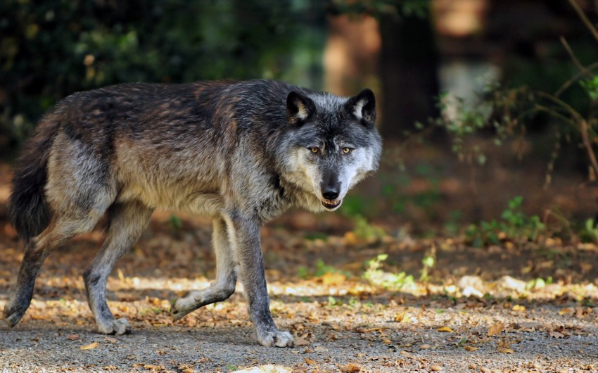 В минэкологии создана Рабочая группа по факту нападения волка на людей