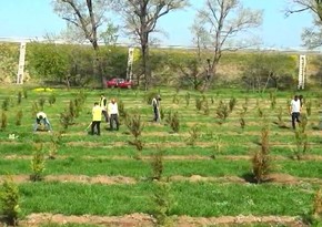 В рамках Года солидарности во имя зеленого мира прошли акции по посадке деревьев
