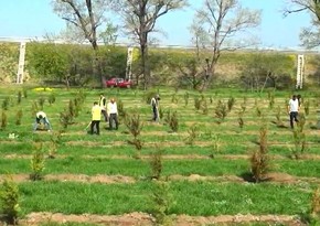 Tree-planting campaign held as part of Green World Solidarity Year