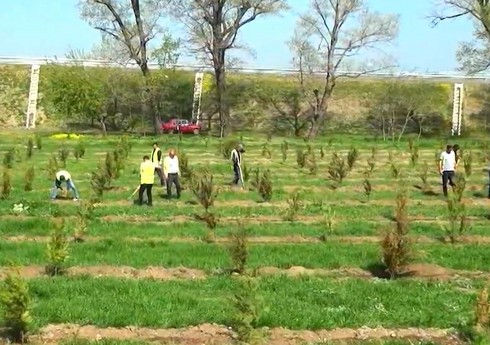 В рамках "Года солидарности во имя зеленого мира" прошли акции по посадке деревьев