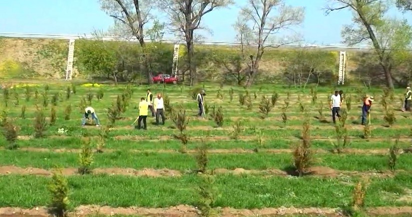 Tree-planting campaign held as part of Green World Solidarity Year