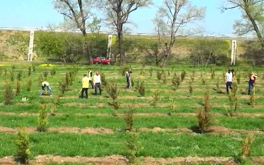В рамках Года солидарности во имя зеленого мира прошли акции по посадке деревьев