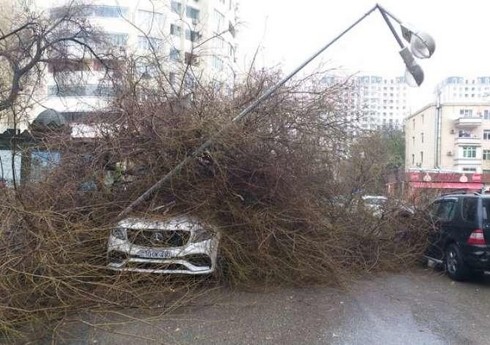 В Баку из-за упавшего дерева изменена схема движения автобусов
