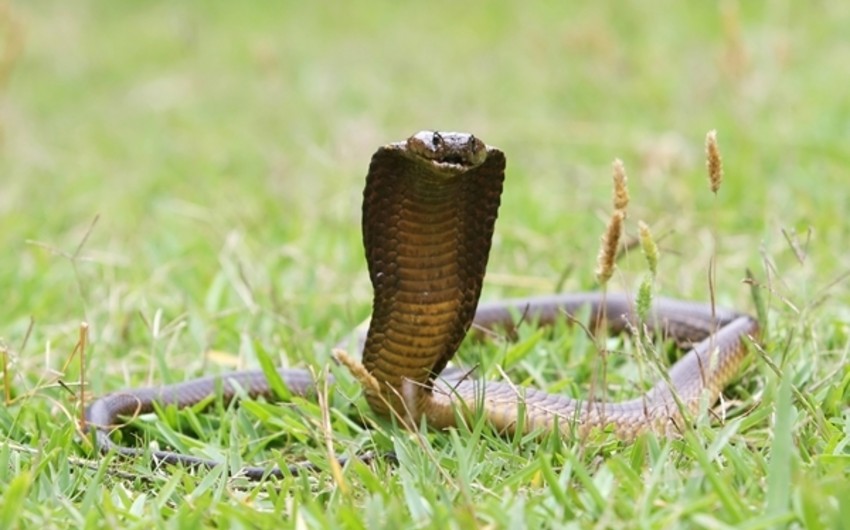 ​18 yaşlı amerikalı kobra ilanı ilə özünü öldürüb