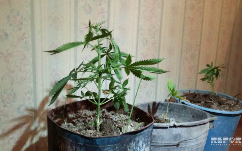 В Агдаме задержан мужчина, выращивавший в горшке коноплю - ФОТО