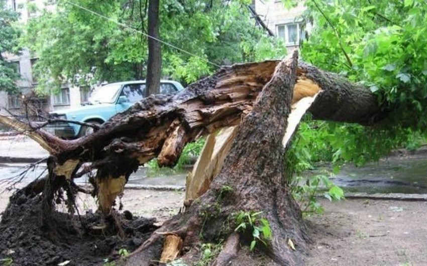 В Гяндже скончался подросток, на которого упало дерево