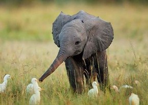 Baby elephant plays with birds - VIDEO