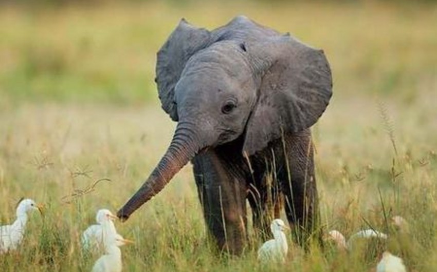 Baby elephant plays with birds - VIDEO