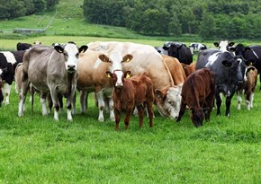 В Нахчыване поголовье крупного рогатого скота увеличилось на 6,6%