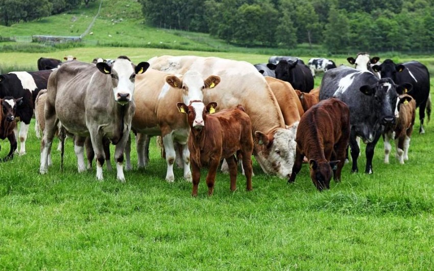 В Нахчыване поголовье крупного рогатого скота увеличилось на 6,6%