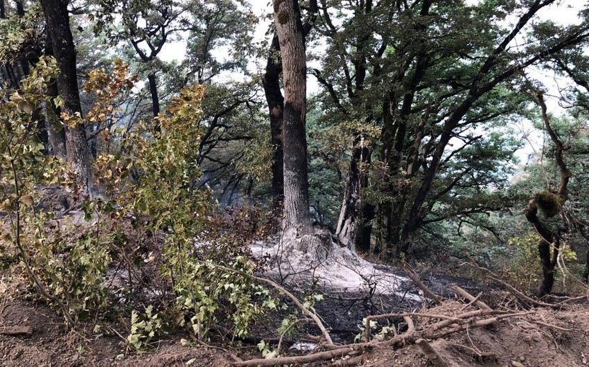 Пожар в лесу в Ярдымлы потушен