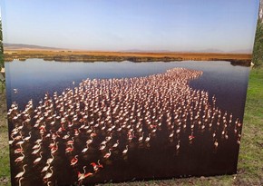 Flamingo Festival celebrates biodiversity in Azerbaijan's Gyzylagach National Park