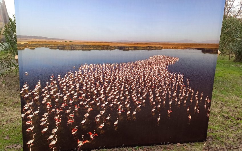 Flamingo Festival celebrates biodiversity in Azerbaijan's Gyzylagach National Park