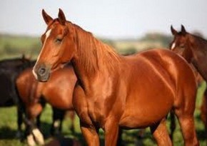 A new documentary journey to the Karabakh horse will be presented