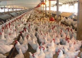 На бельгийской ферме зафиксирована вспышка высокопатогенного птичьего гриппа