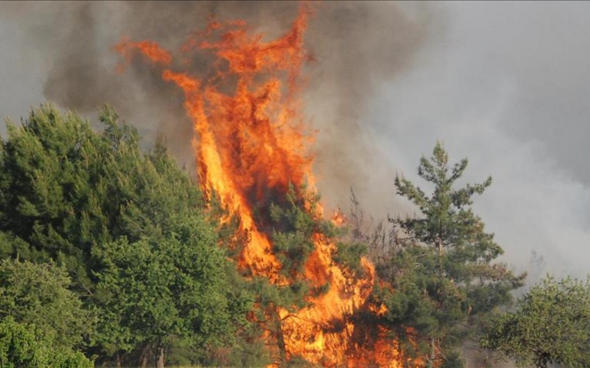 В Индии не менее четырех человек погибли при пожаре в природном заповеднике