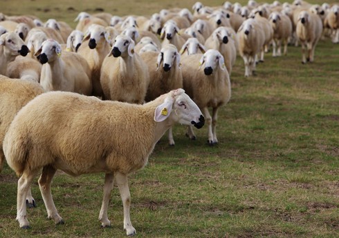 Азербайджан сократил расходы на импорт овец из Грузии на 90%