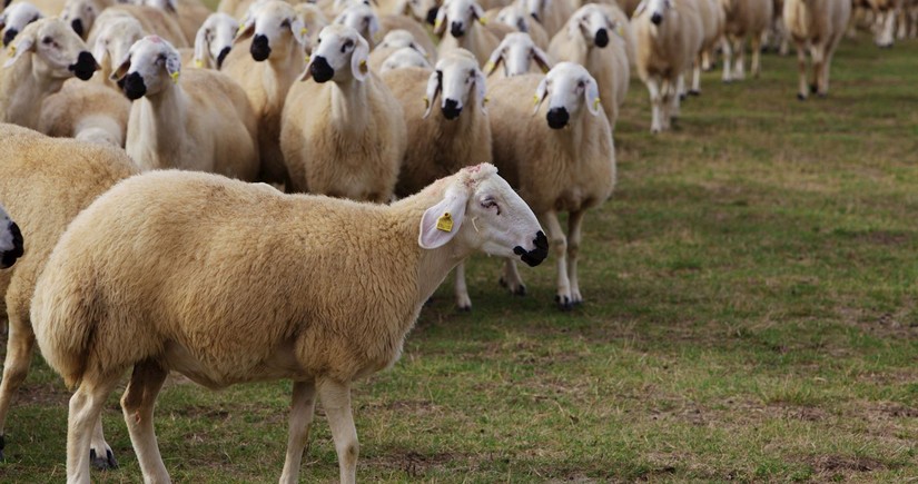 Value of Azerbaijan’s sheep imports from Georgia plummets