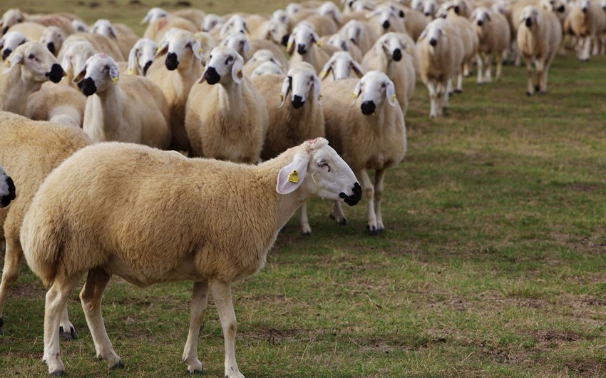 Азербайджан сократил расходы на импорт овец из Грузии на 90%