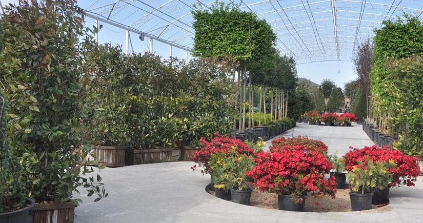 Azerbaijan boosts imports of decorative plants from Türkiye