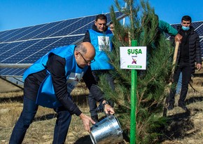 Azerbaijani Energy Ministry holds tree planting campaign on occasion of Victory Day