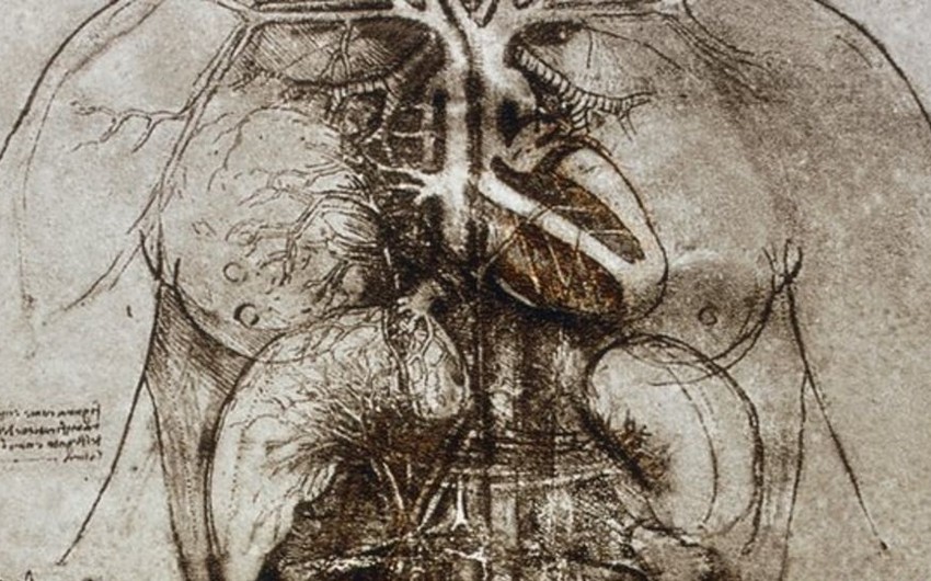Ученые разгадали загадку Леонардо да Винчи о работе сердца