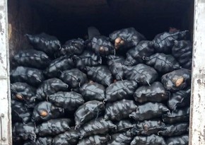 İrandan gətirilən 71 ton kartofda zərərli orqanizm aşkarlanıb