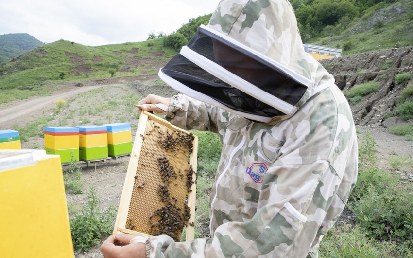 3,700 sheep and bee farms relocated to pastures in Azerbaijan’s Garabagh