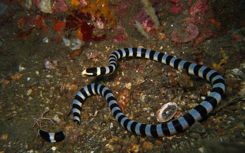 Впервые в истории Австралии человек погиб от укуса морской змеи
