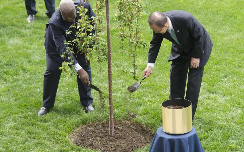 В саду ООН по случаю 70-летия окончания войны посажено Дерево мира и единства