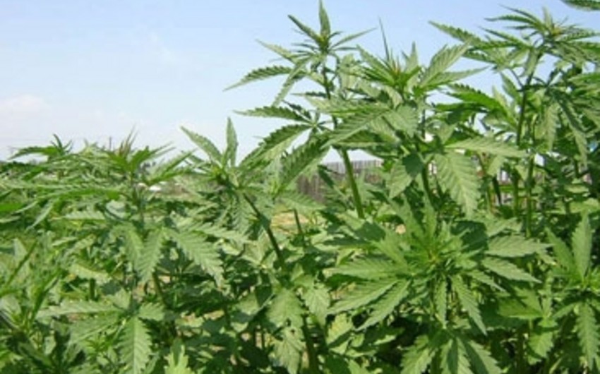 Şahdağ Milli Parkında narkotik bitki aşkarlanıb