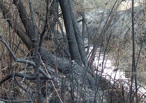 В Евлахе в лесистой местности произошел пожар