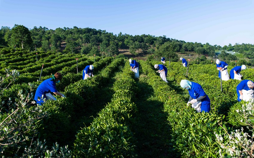 Doğma Çay “Azerçay” çayçılıq sahəsinin inkişafına dəstək verməyə davam edir