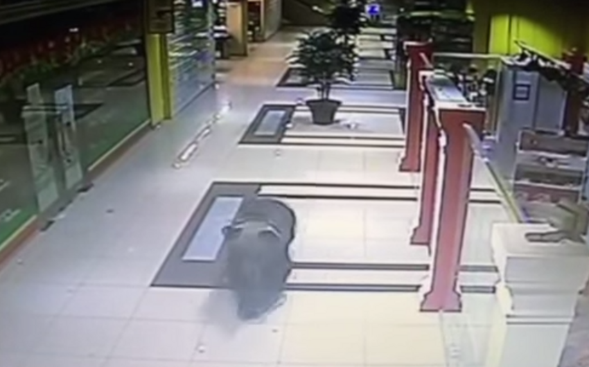 ​В России медведь ворвался в торговый центр - ВИДЕО