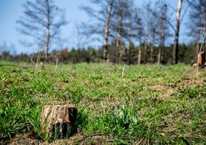 В Баку компания оштрафована на 35 тыс. манатов за незаконную вырубку деревьев