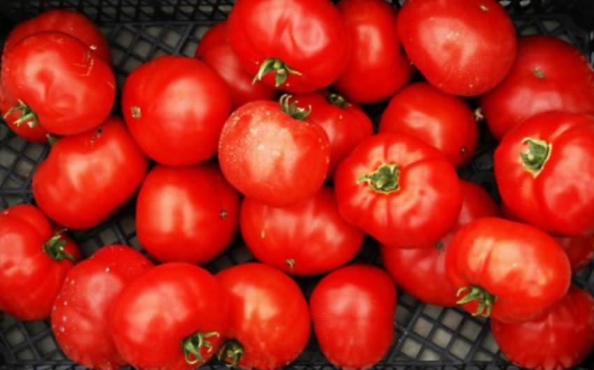 Bakıda 500 kq pomidor məhv edilib