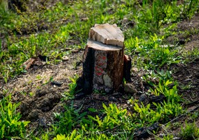 Госслужба: За последние 10 дней природе причинен ущерб в 381 тыс. манатов