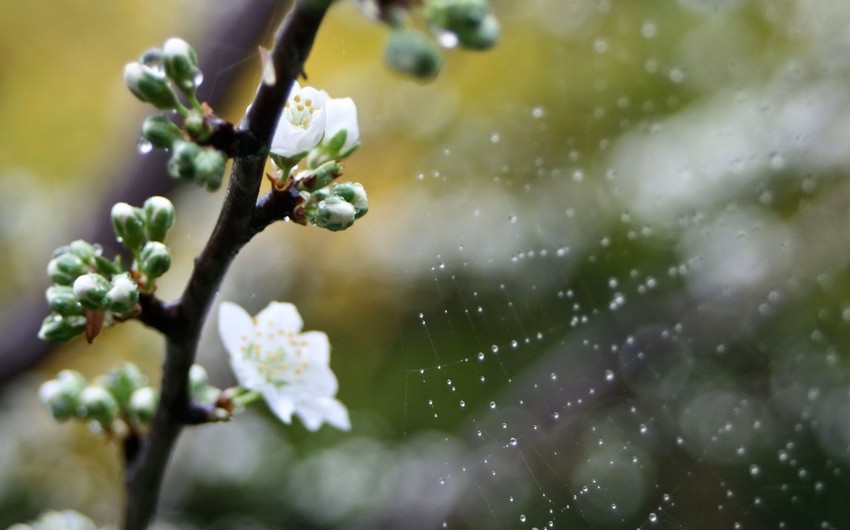Drop of temperature and raining is expected in Azerbaijan