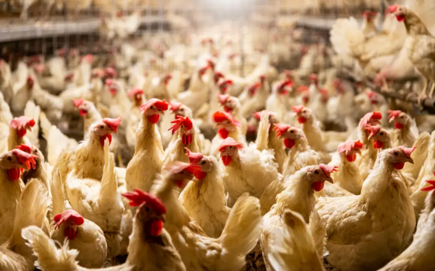 Japanese researchers say they used AI to translate noises of clucking chickens