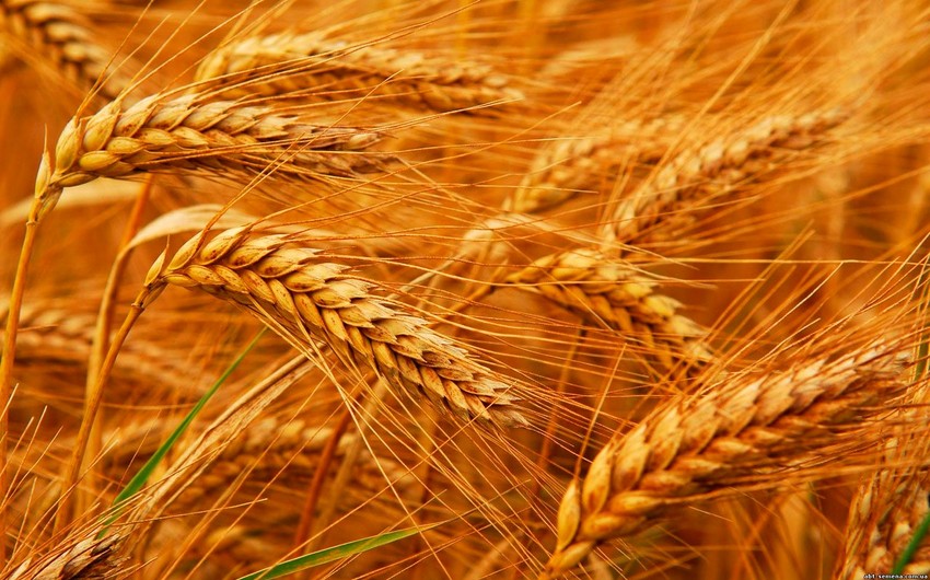 Россия увеличила экспорт пшеницы почти на треть